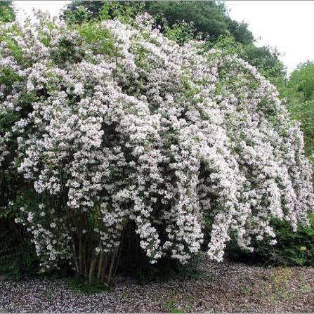 Колквиция очаровательная Kolkwitzia amabilis (кольквиция китайская) С3