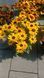 Гибридная рудбекия &laquo;Смайлз Биг Лак&raquo; (Rudbeckia SmileyZ Big Luck) C5 V13360 фото 4