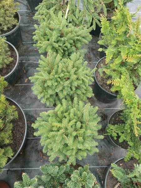 Ель сербская Керел. (Picea Omorika Karel) контейнер С3 25-30см V2551 фото