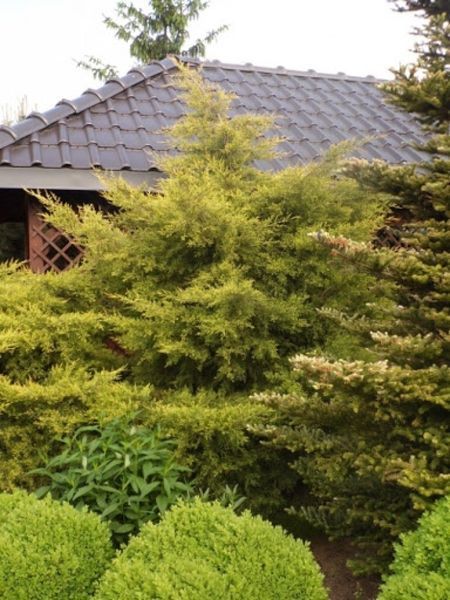 Ялівець китайський Курівао Голд. (Juniperus chinensis Kuriwao Gold) КОМ CS2260 фото