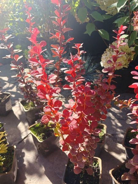 Барбарис Тунберга Оранж Рокет. (Berberis thunbergii Orange Rocket) Р9 V70217 фото