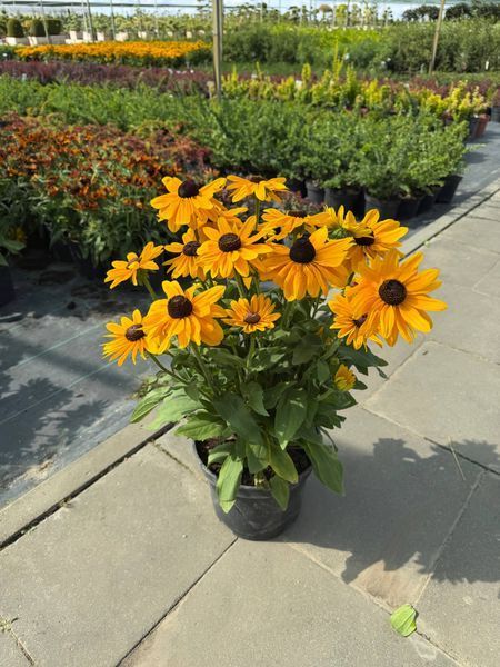 Гибридная рудбекия &laquo;Смайлз Биг Лак&raquo; (Rudbeckia SmileyZ Big Luck) C5 V13360 фото