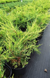 Китайский можжевельник &laquo;Куривао Голд&raquo; (Juniperus chinensis Kuriwao Gold) С3 R2956 фото 3
