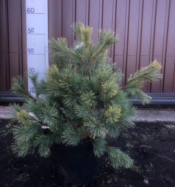 Сосна Веймутова Радиата. (Pinus strobus Radiata) С35 CS2360 фото