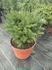 Ель сербская Керел. (Picea Omorika Karel) контейнер С3 25-30см V2551 фото 1