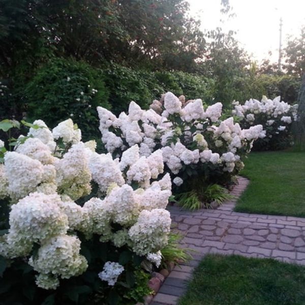 Гортензія волотиста Полар Бір. (Hydrangea paniculata Polar Bear) С1, 2х річний V12736 фото