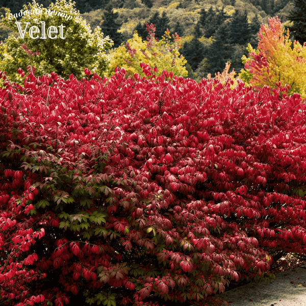 Бересклет европейский Ред Каскад. (Euonymus europaeus Red Cascade) С5