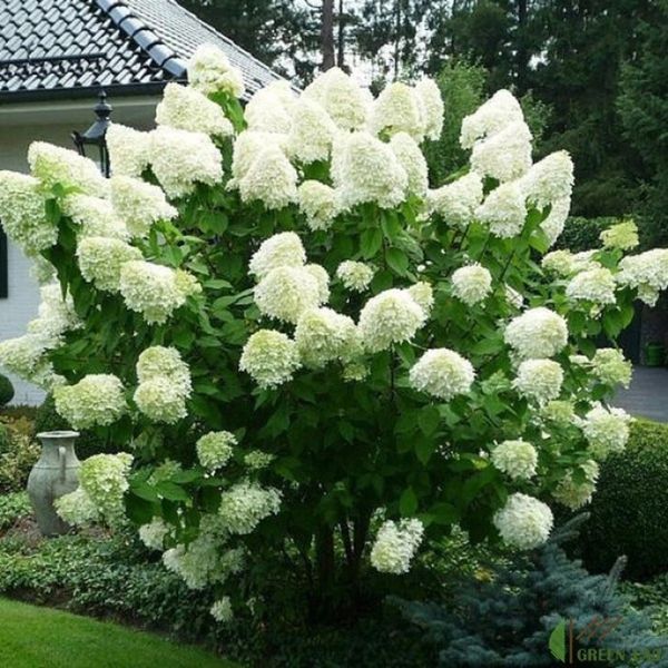 Гортензія волотиста Полар Бір. (Hydrangea paniculata Polar Bear) С1, 2х річний V12736 фото