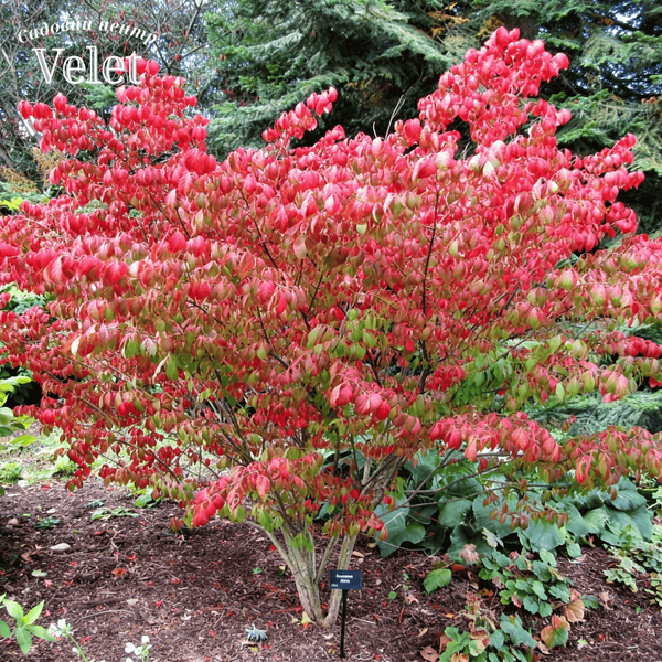 Бересклет европейский Ред Каскад. (Euonymus europaeus Red Cascade) С5