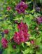 Гибискус сирийский Фрэнч кабарэт Рэд. (Hibiscus syriacus French cabaret Red) С3 CS2613 фото 5