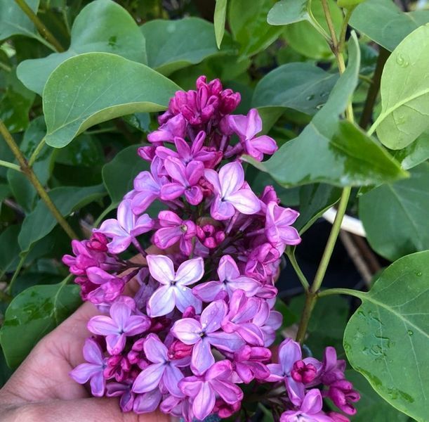 Бузок звичайний Леонід Леонов. (Syringa vulgaris Leonid Leonov) С4, 3-річка CS2963 фото