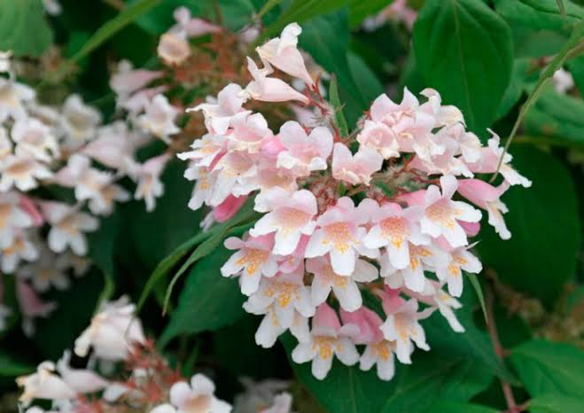 Колквиция очаровательная Kolkwitzia amabilis (кольквиция китайская) С3