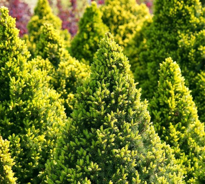 Ялина канадська Коніка Майголд, (Picea glauca Conica Maigold) С5 CS2060 фото