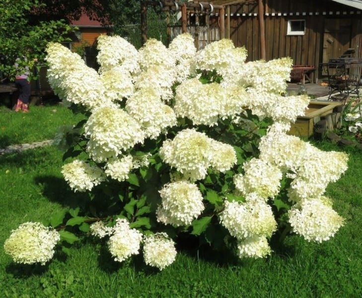 Гортензія волотиста Полар Бір. (Hydrangea paniculata Polar Bear) С1, 2х річний V12736 фото