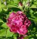 Гибискус сирийский Фрэнч кабарэт Рэд. (Hibiscus syriacus French cabaret Red) С3 CS2613 фото 3