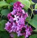 Бузок звичайний Леонід Леонов. (Syringa vulgaris Leonid Leonov) С4, 3-річка CS2963 фото 1