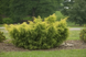 Китайский можжевельник &laquo;Куривао Голд&raquo; (Juniperus chinensis Kuriwao Gold) С3 R2956 фото 2