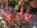 Барбарис Тунберга Оранж Рокет. (Berberis thunbergii Orange Rocket) Р9 V70217 фото 4