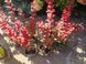 Барбарис Тунберга Оранж Рокет. (Berberis thunbergii Orange Rocket) Р9 V70217 фото 7