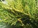 Китайский можжевельник &laquo;Куривао Голд&raquo; (Juniperus chinensis Kuriwao Gold) С3 R2956 фото 4