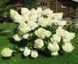 Гортензія волотиста Полар Бір. (Hydrangea paniculata Polar Bear) С1, 2х річний V12736 фото 3