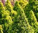 Ялина канадська Коніка Майголд, (Picea glauca Conica Maigold) С5 CS2060 фото 2
