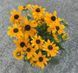 Гибридная рудбекия &laquo;Смайлз Биг Лак&raquo; (Rudbeckia SmileyZ Big Luck) C5 V13360 фото 3