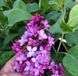 Бузок звичайний Леонід Леонов. (Syringa vulgaris Leonid Leonov) С4, 3-річка CS2963 фото 2