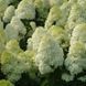 Гортензія волотиста Полар Бір. (Hydrangea paniculata Polar Bear) С1, 2х річний V12736 фото 1