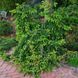Ялина звичайна Лорелей. (Picea abies Loreley) С25 CS2110 фото 1