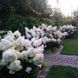 Гортензія волотиста Полар Бір. (Hydrangea paniculata Polar Bear) С1, 2х річний V12736 фото 2