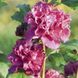 Гибискус сирийский Фрэнч кабарэт Рэд. (Hibiscus syriacus French cabaret Red) С3 CS2613 фото 2