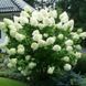 Гортензія волотиста Полар Бір. (Hydrangea paniculata Polar Bear) С1, 2х річний V12736 фото 4