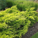 Китайский можжевельник &laquo;Куривао Голд&raquo; (Juniperus chinensis Kuriwao Gold) С3 R2956 фото 1