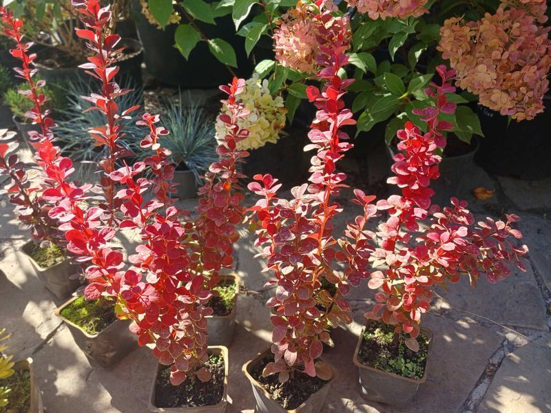 Барбарис Тунберга Оранж Рокет. (Berberis thunbergii Orange Rocket) Р9 V70217 фото