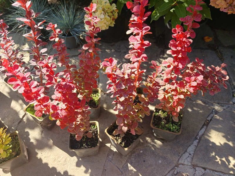 Барбарис Тунберга Оранж Рокет. (Berberis thunbergii Orange Rocket) Р9 V70217 фото