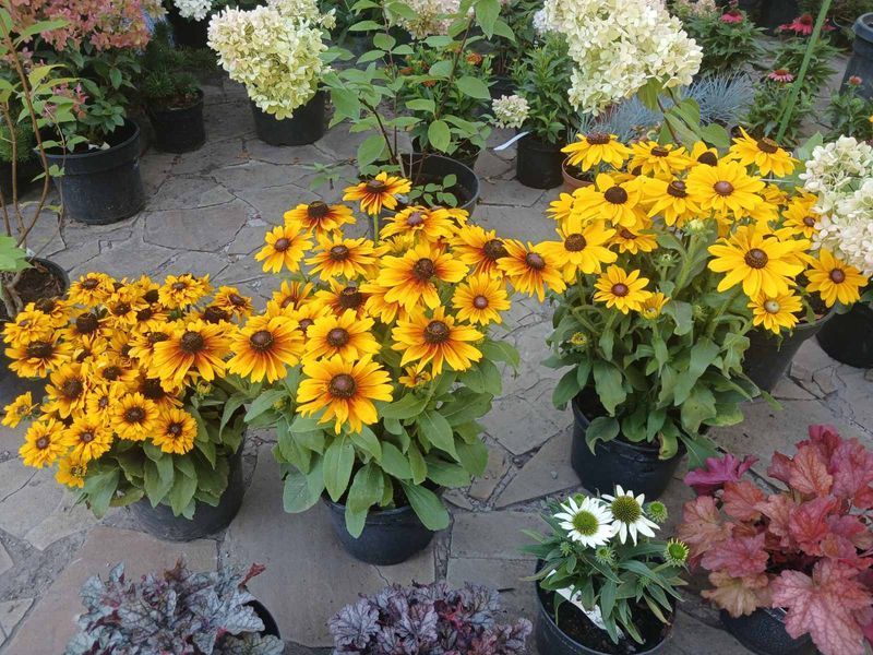 Гибридная рудбекия &laquo;Смайлз Биг Лак&raquo; (Rudbeckia SmileyZ Big Luck) C5 V13360 фото