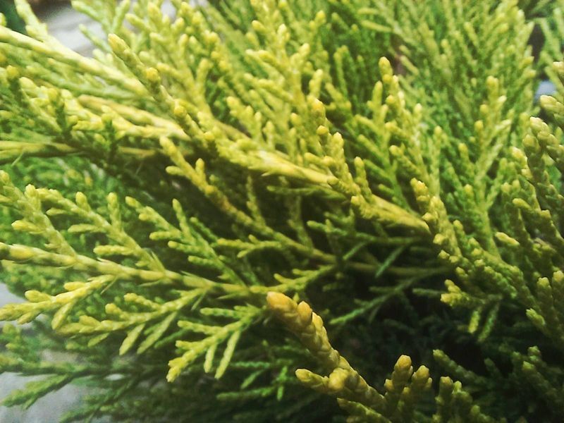 Китайский можжевельник &laquo;Куривао Голд&raquo; (Juniperus chinensis Kuriwao Gold) С3 R2956 фото