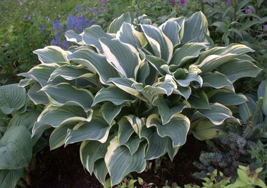 Хоста Регал Сплендор. (Hosta Regal Splendor) С2 CS1933 фото