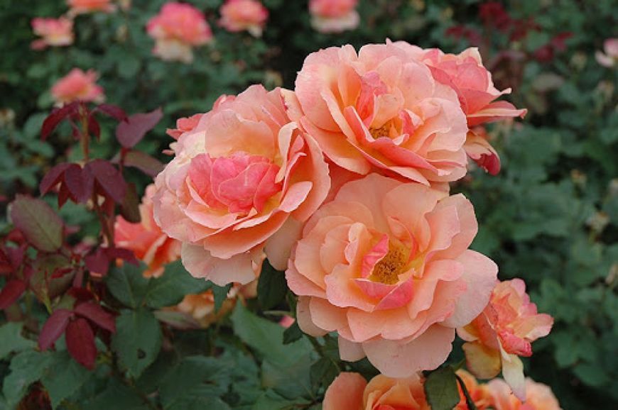 Роза Прайд оф Чешир/Эбаут Фэйс. (Pride of Cheshire) Грандифлора CS1583 фото