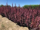 Барбарис тунберг Саммер Чоколет. (Berberis thunbergii Summer Chocolate) Р9 CS2514 фото