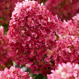 Гортензія Петіт Черрі (Hydrangea paniculata 'Petit Cherry') C1 2х річна V10818 фото