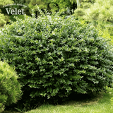 Бирючина звичайна / Ligustrum vulgare &lsquo;Lodense&rsquo; С2