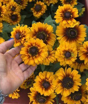 Рубекия гибридная &laquo;Смайлз Биг Чирлидер&raquo;. (Rudbeckia SmileyZ Big Cheerleader) С5 V63487 фото