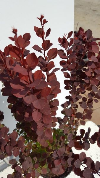 Барбарис тунберга Саммер Чоколет. (Berberis thunbergii Summer Chocolate) Р9 CS2514 фото