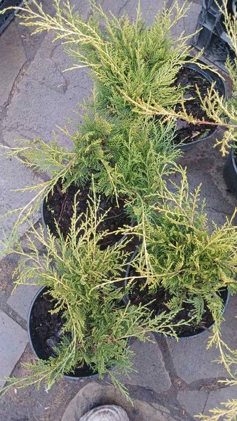 Можжевельник средний &laquo;Олд Голд&raquo; (Juniperus media &bdquo;Old Gold&ldquo;) С3 R2077 фото