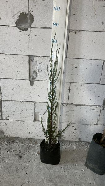 Можжевельник скальный Блю Эрроу. (Juniperus scopulorum Blue Arrow) С3 CS2211 фото