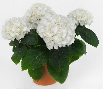 Гортензия крупнолистная Саксон Кляйн Винтерберг. (Hydrangea macrophylla Saxon Kleiner Winterberg) С3 CS2764 фото