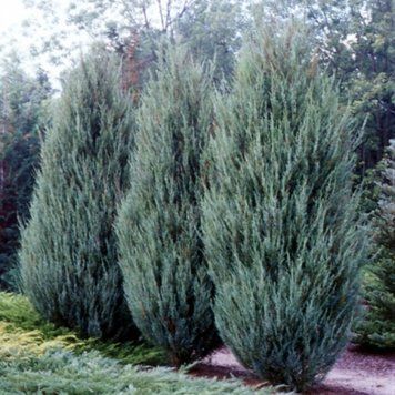 Ялівець скельний Блю Ерроу. (Juniperus scopulorum Blue Arrow) С3 CS2211 фото