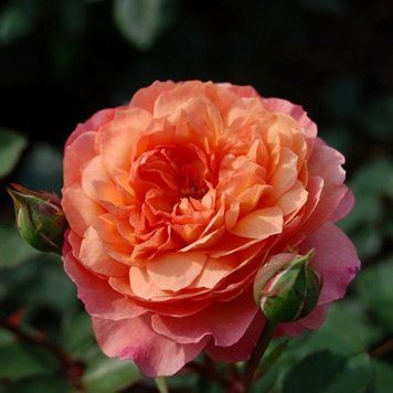 Рза Роз де Жерберуа. (Rose de Gerberoy) ШРАБ CS1584 фото